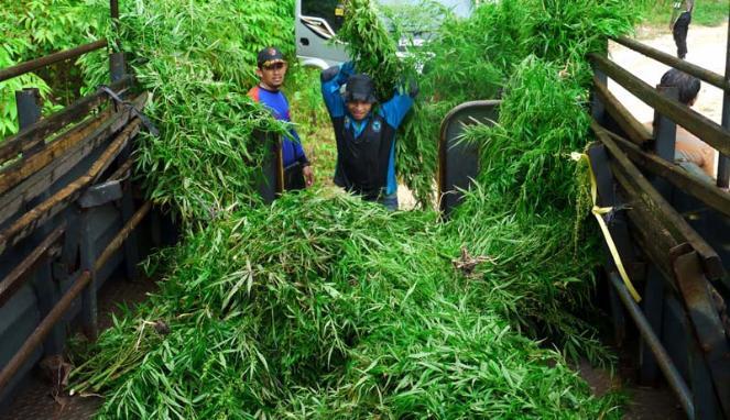 Penemuan 2 Hektar Ladang Ganja di Bengkulu