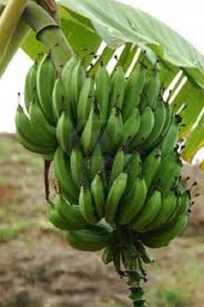 11 Makanan Penangkal Ngantuk Saat Begadang