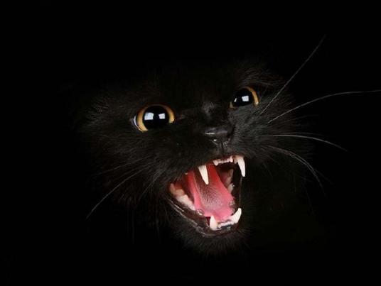 Asal Mula Kucing Hitam Menjadi Sebuah Simbol Horor Dan Magis