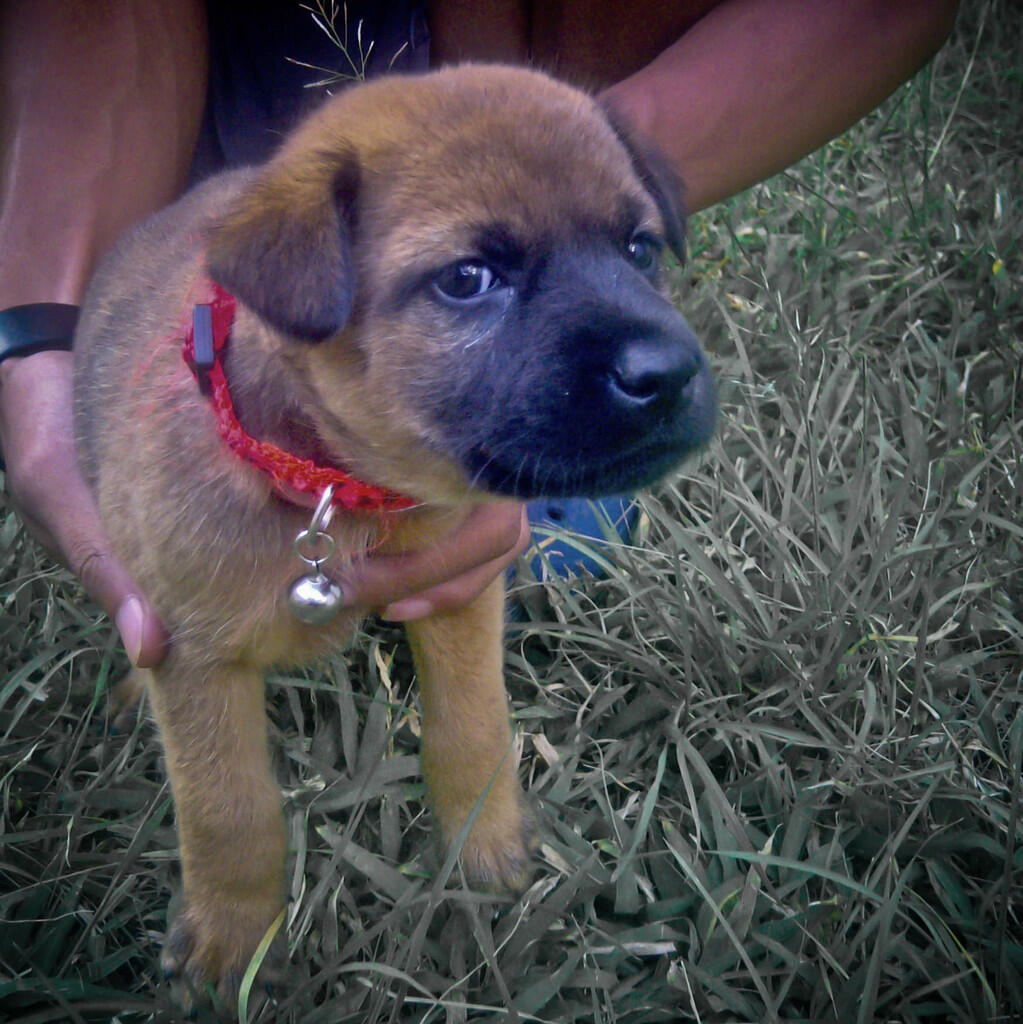 Terjual Anjing Belgian Malinois Mix Herder Kaskus
