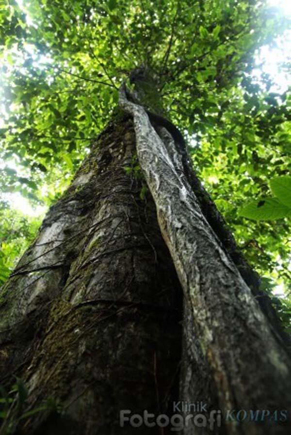 Salah Satu Pohon Terbesar di Dunia Ada di Kaltim