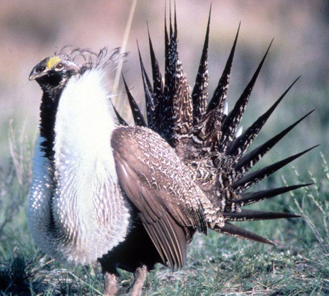 Inilah Burung Unik Paling Langka di Dunia