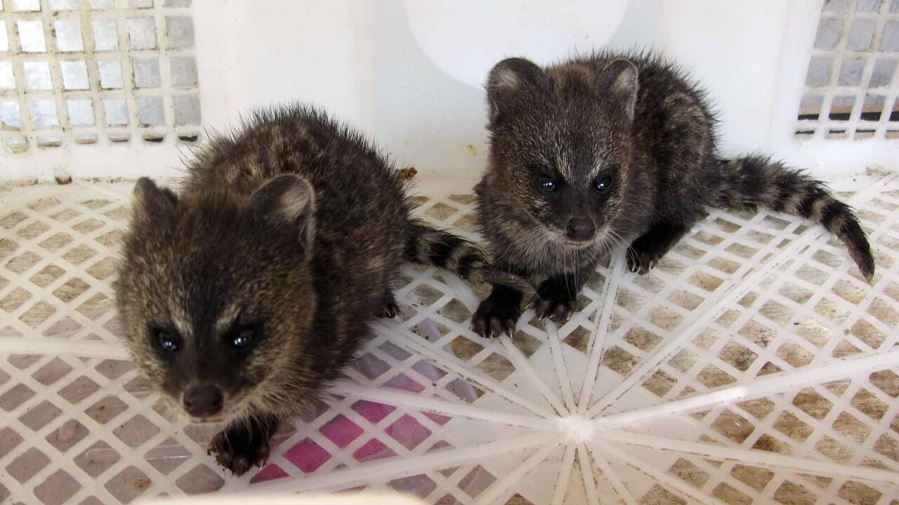  Gambar  Homebase Puri Kembangan Mengenal Musang Marten 