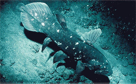 Nasib si ikan purba (Coelacanth)