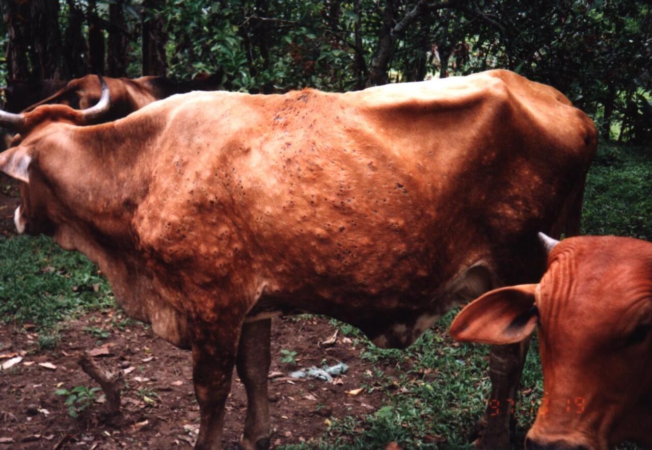 LALAT BOT atau BOT FLY Lalat paling mengerikan di Dunia!