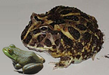 Nih Gan Nenek moyang dari hewan-hewan saat ini !