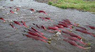 Wow, Ikan Ini &quot;Mudik&quot; Usai Berenang Ribuan Mil