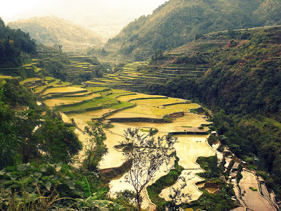 Panorama Sawah Yang Sangat
menakjubkan di dunia