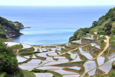 Panorama Sawah Yang Sangat
menakjubkan di dunia