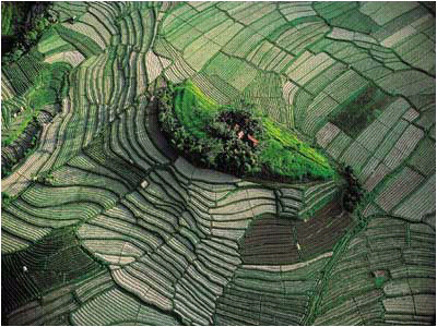 Panorama Sawah Yang Sangat
menakjubkan di dunia