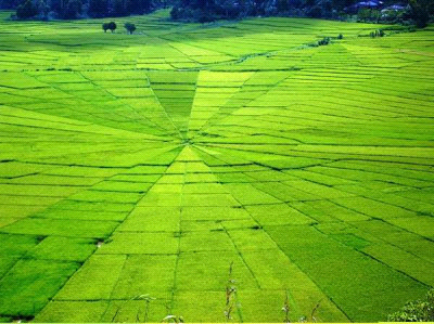 Panorama Sawah Yang Sangat
menakjubkan di dunia