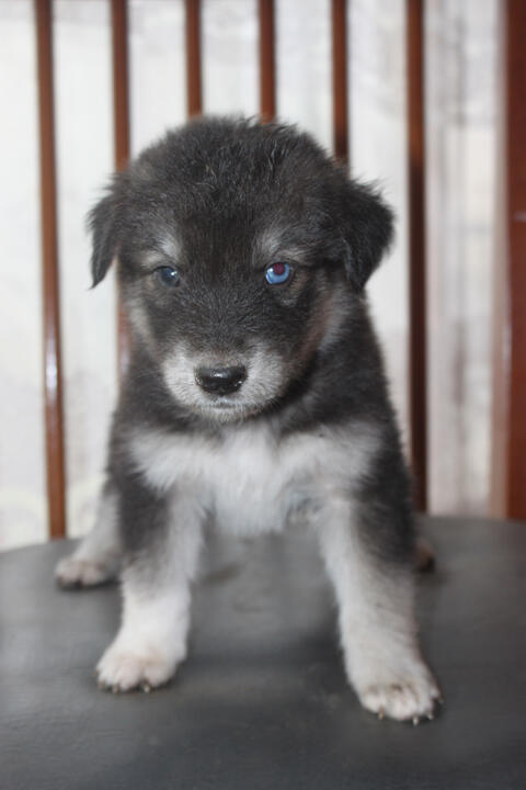 Dijual Anak Anjing Cepat Idr 400k Nego Kaskus