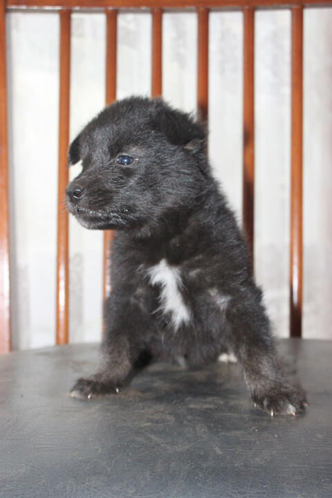 Dijual Anak Anjing Cepat Idr 400k Nego Kaskus