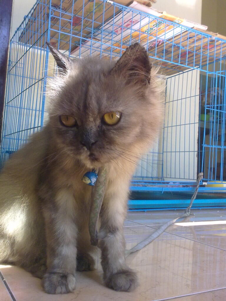 Terjual Kucing Persia Medium Khusus Jember Kaskus