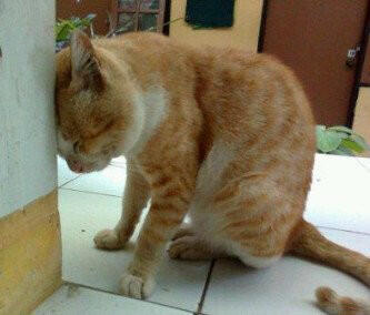 ♣♣♣&#91;Foto kucing paling populer dikaskus menurut ane gan&#93;♣♣♣