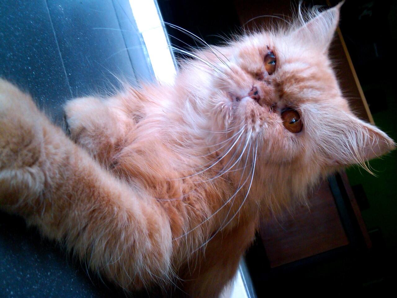 Kucing betina Flatnose keturunan peaknose MURAH JATIM