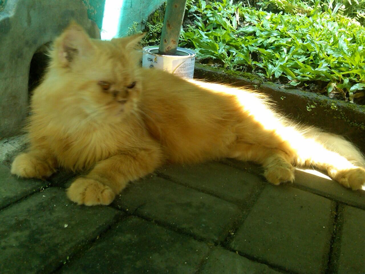 Kucing betina Flatnose keturunan peaknose MURAH JATIM