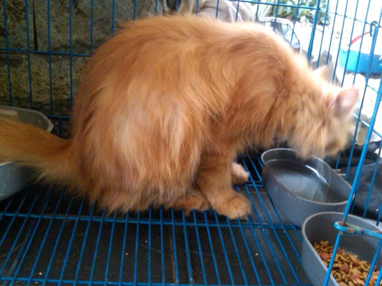 Kucing betina Flatnose keturunan peaknose MURAH JATIM