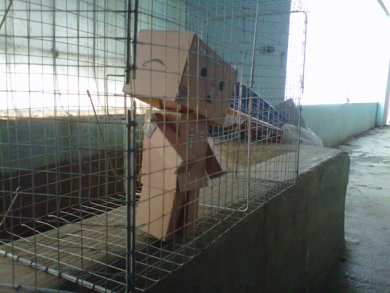 &#91;SHARE&#93; Membuat Sendiri Boneka Danbo / Boneka Kardus