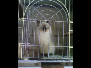 Jual Anakan Kucing Persia jenis Seal Point (Bandung) Nego