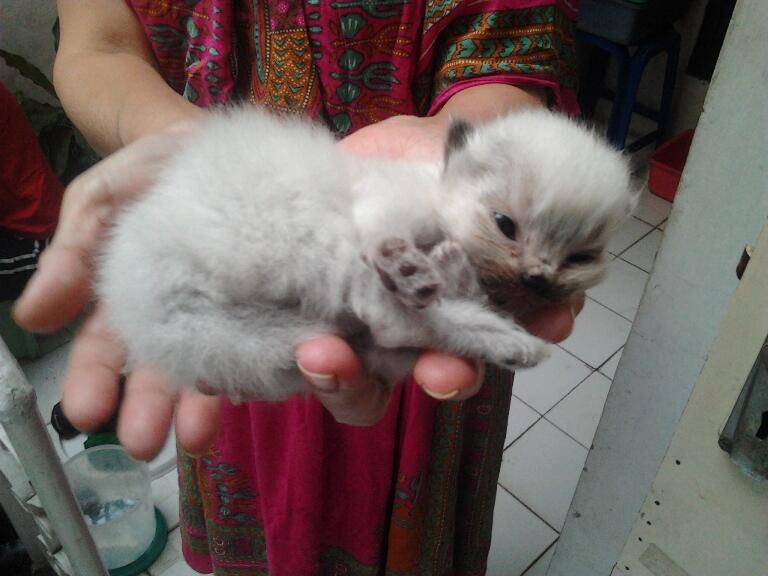 Jual Anakan Kucing Persia jenis Seal Point (Bandung) Nego