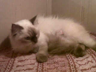 Jual Anakan Kucing Persia jenis Seal Point (Bandung) Nego