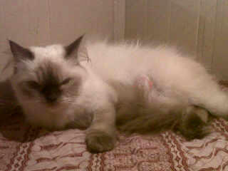 Jual Anakan Kucing Persia jenis Seal Point (Bandung) Nego