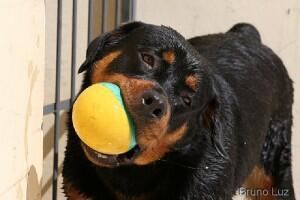 10 Anjing Paling Pintar Di Dunia