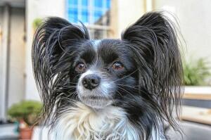 10 Anjing Paling Pintar Di Dunia