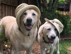 10 Anjing Paling Pintar Di Dunia