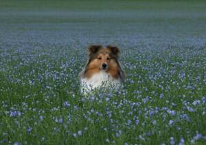 10 Anjing Paling Pintar Di Dunia