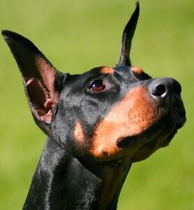 10 Anjing Paling Pintar Di Dunia