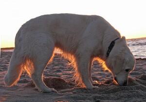 10 Anjing Paling Pintar Di Dunia