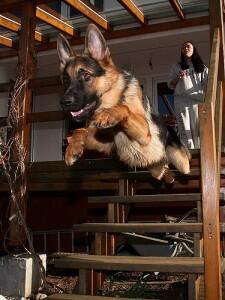10 Anjing Paling Pintar Di Dunia