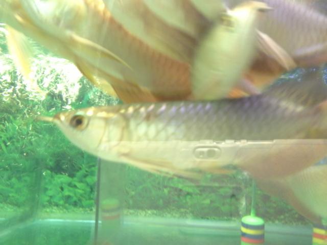 Berbagai jenis ikan arwana dengan kualitas terbaik dijual murah! (LIMITED)