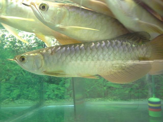 Berbagai jenis ikan arwana dengan kualitas terbaik dijual murah! (LIMITED)