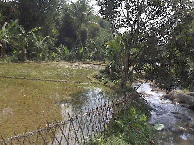 DIJUAL TANAH SAWAH DI DESA SUKAHARJA,CIJERUK, BOGOR (YW19)
