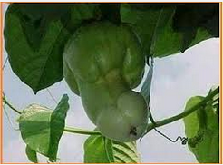 Buah yang ouw...ouw