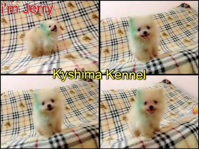 supermini pom male