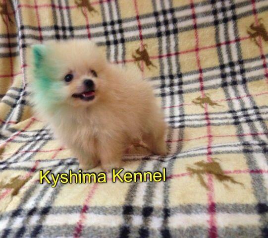 supermini pom male