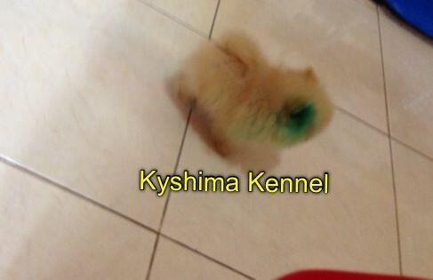 supermini pom male