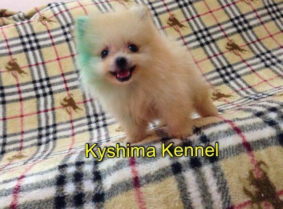 supermini pom male