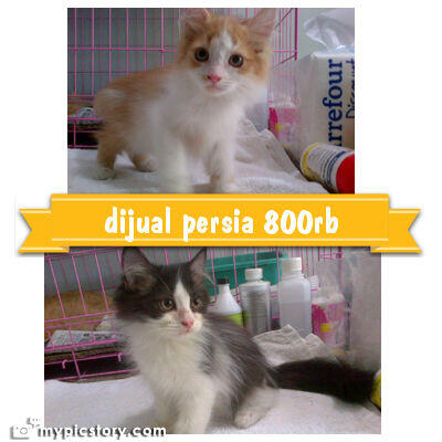 Dijual KUCING PERSIA JANTAN Umur 3 Bulan