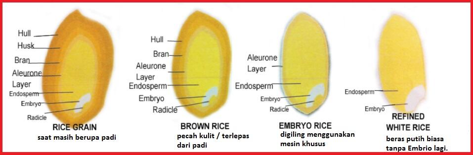 Beras Embrio: Beras Sehat, dengan Pengolahan yang TEPAT