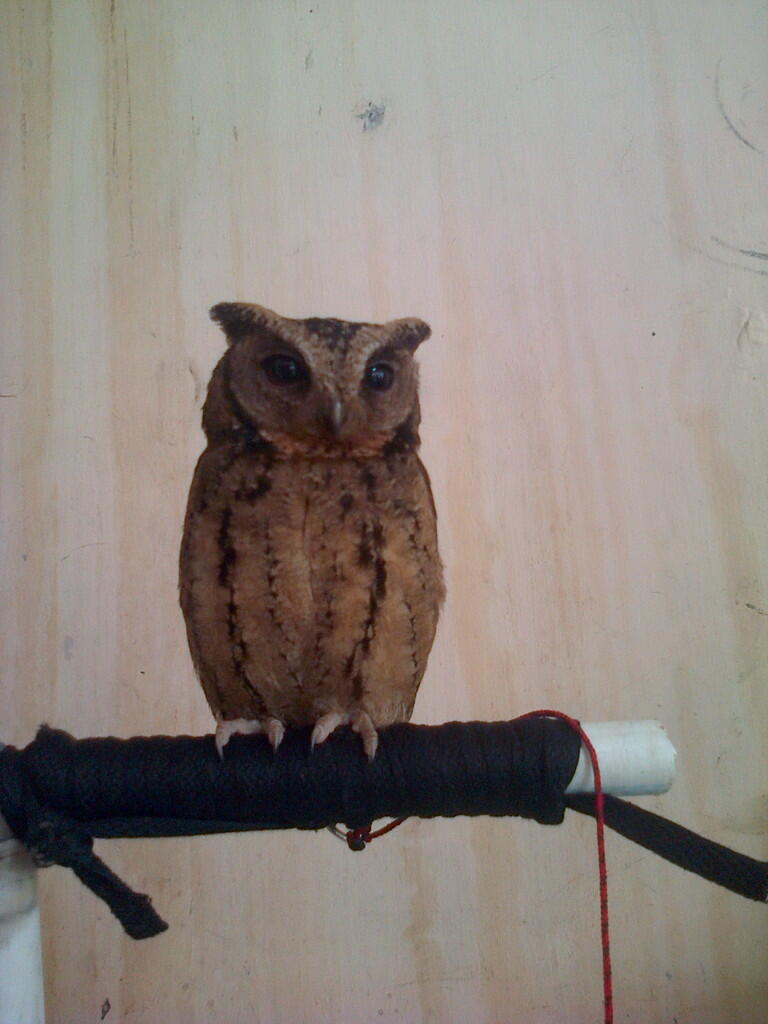 Jual Barn Owl Dan Celepuk Kaskus thread khusus burung hantu owl kaskus part 4 page Jual Barn Owl Dan Celepuk Kaskus thread khusus burung hantu owl kaskus part 4 page
