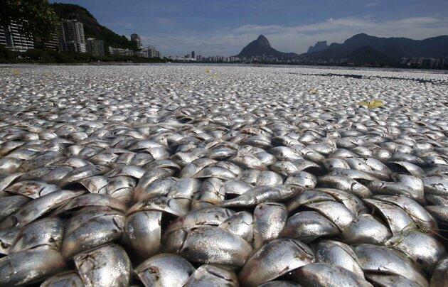 Polusi mematikan ribuan ikan di Rio de Janeiro