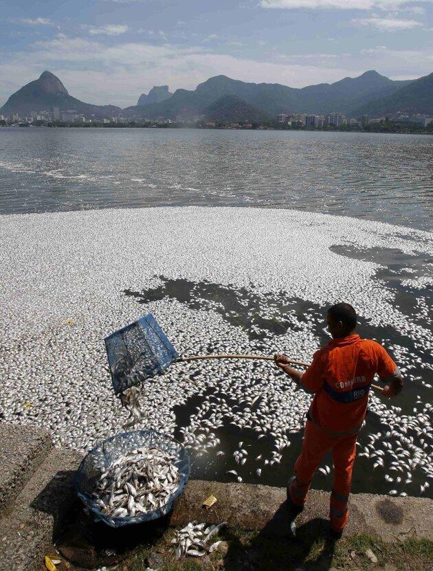 Polusi mematikan ribuan ikan di Rio de Janeiro