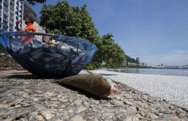Polusi mematikan ribuan ikan di Rio de Janeiro