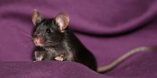 wow ada tikus nyanyi , msk gan