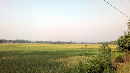 Belajar Menanam Padi